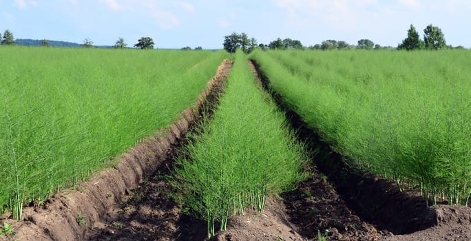 Asparagus growth field