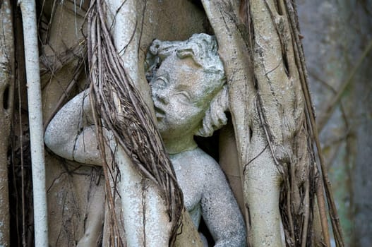 A statue of a child or cherub is engulfed by the roots of a banyon tree that has grown up around it.