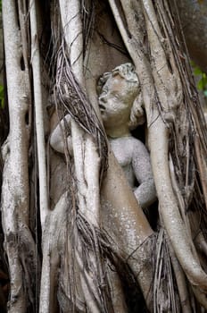 A statue of a child or cherub is engulfed by the roots of a banyon tree that has grown up around it.
