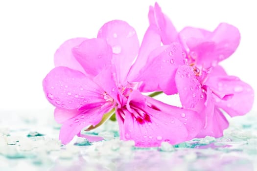 Spa stones and pink flower on white background