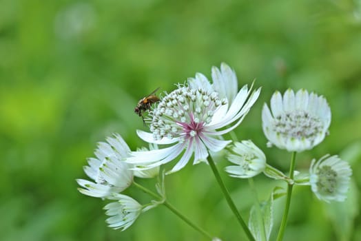 Fly on Big Star Dolde (Astrantia major)