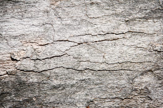 Bark of  Wood Tree Texture Background Pattern