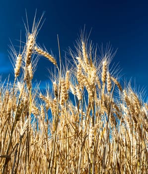 backdrop of ripening ears of yellow wheat field on the sunset cloudy orange sky background Copy space of the setting sun rays on horizon in rural meadow Close up nature photo Idea of a rich harvest