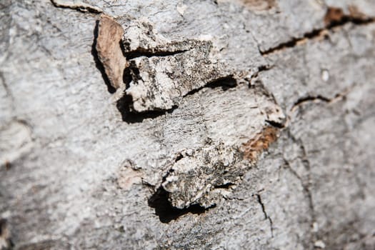 Bark of  Wood Tree Texture Background Pattern