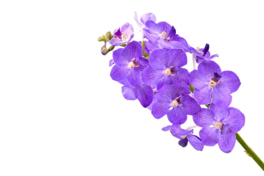 beautiful blooming orchid isolated on white background