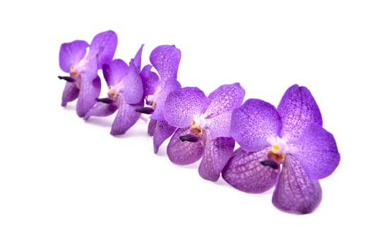 beautiful blooming orchid isolated on white background.