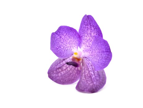 beautiful blooming orchid isolated on white background