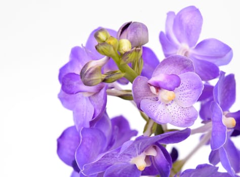 beautiful blooming orchid isolated on white background