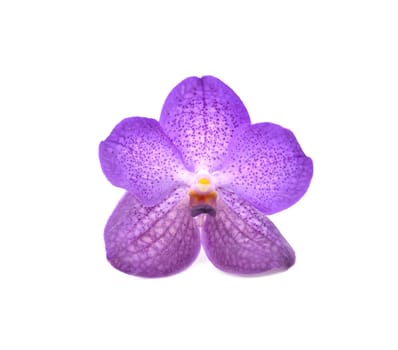 beautiful blooming orchid isolated on white background