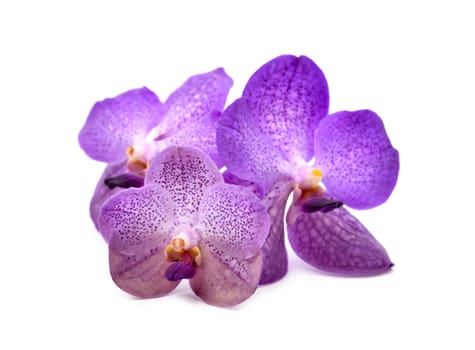 beautiful blooming orchid isolated on white background