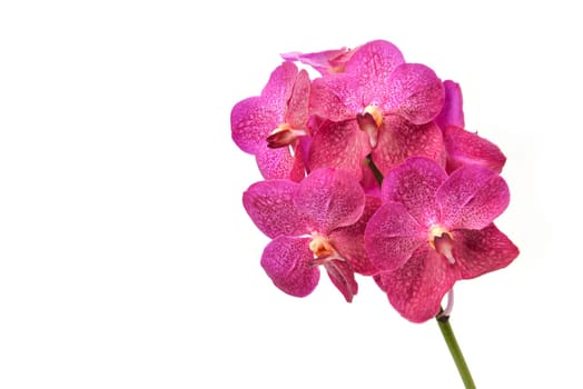 beautiful blooming orchid isolated on white background