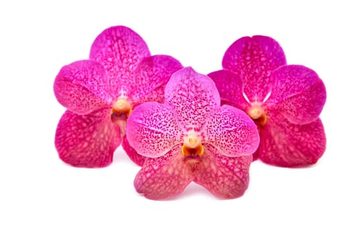 beautiful blooming orchid isolated on white background