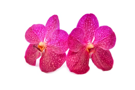 beautiful blooming orchid isolated on white background