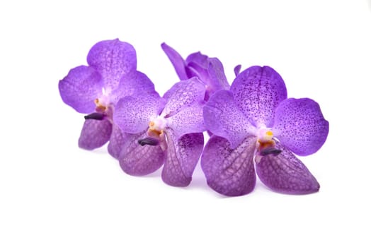 beautiful blooming orchid isolated on white background