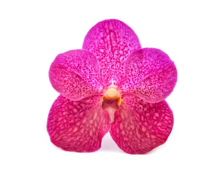 beautiful blooming orchid isolated on white background
