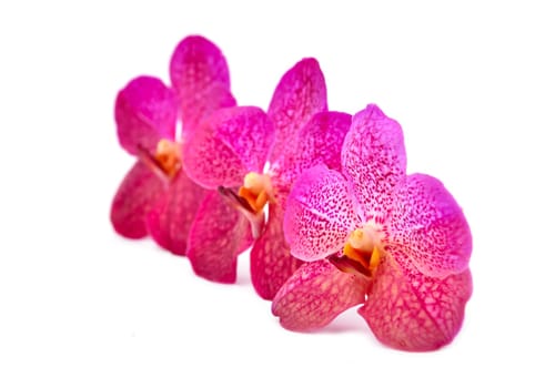 beautiful blooming orchid isolated on white background
