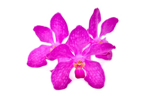 beautiful blooming orchid isolated on white background