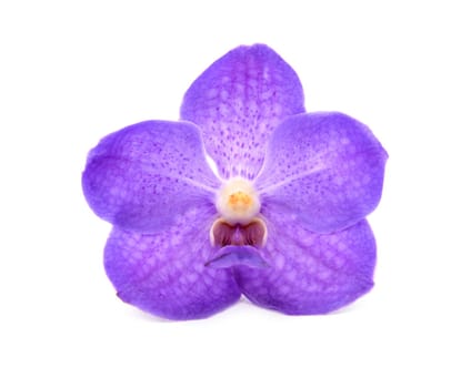 beautiful blooming orchid isolated on white background