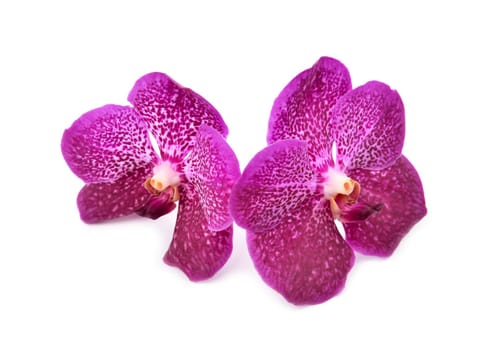 beautiful blooming orchid isolated on white background