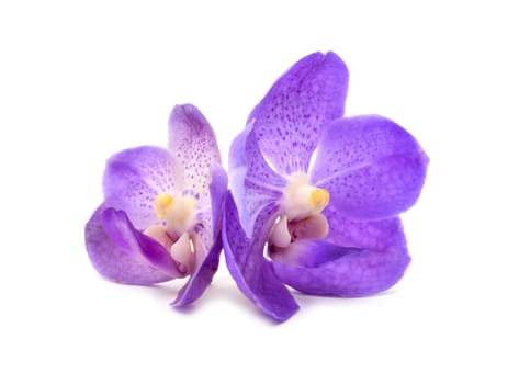 beautiful blooming orchid isolated on white background