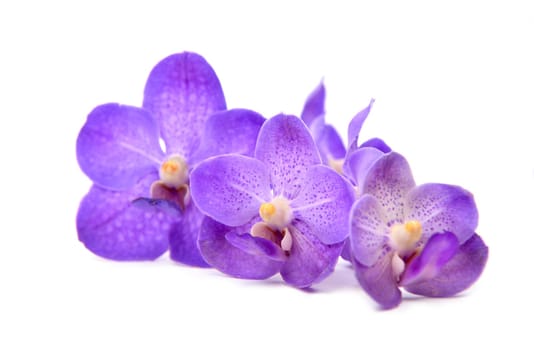 beautiful blooming orchid isolated on white background.