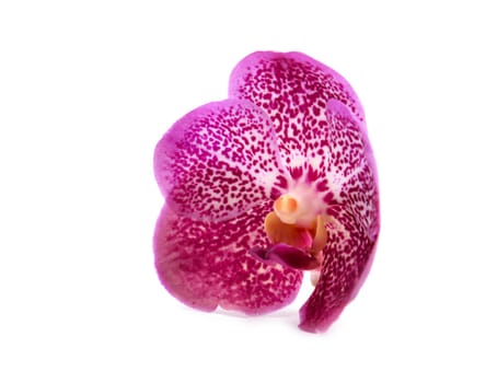 beautiful blooming orchid isolated on white background