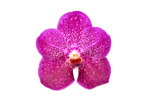 beautiful blooming orchid isolated on white background