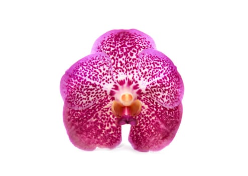 beautiful blooming orchid isolated on white background