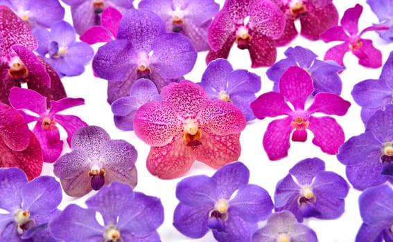 beautiful blooming orchid isolated on white background