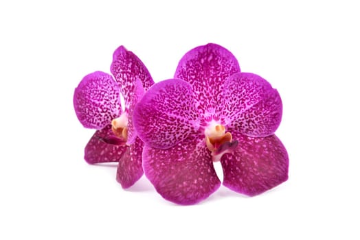 beautiful blooming orchid isolated on white background