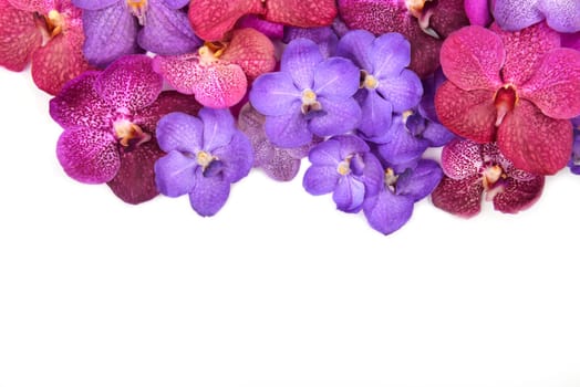 beautiful blooming orchid isolated on white background