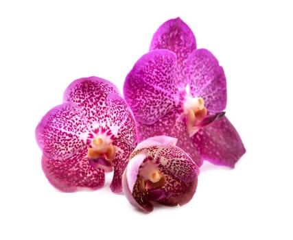 beautiful blooming orchid isolated on white background