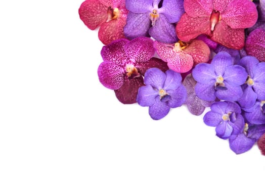 beautiful blooming orchid isolated on white background
