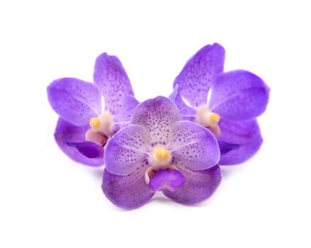beautiful blooming orchid isolated on white background