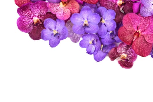 beautiful blooming orchid isolated on white background