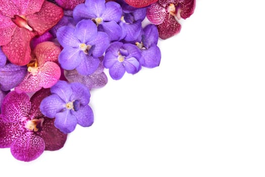beautiful blooming orchid isolated on white background