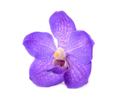 beautiful blooming orchid isolated on white background