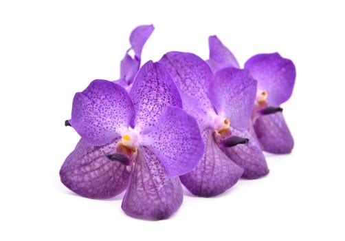 beautiful blooming orchid isolated on white background