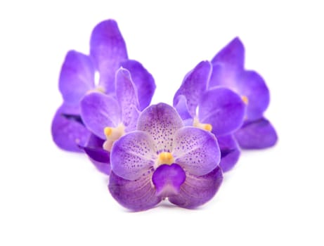 beautiful blooming orchid isolated on white background