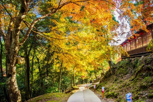 Kyoto, Japan - November 20, 2013