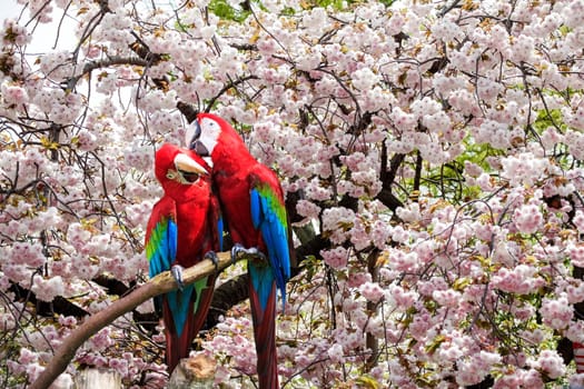 The potrait of Blue & Gold Macaw for adv or others purpose use
