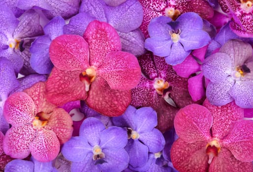 group of beautiful blooming orchid
