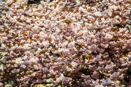Moat and cherry blossoms of Kyoto, Japan for adv or others purpose use