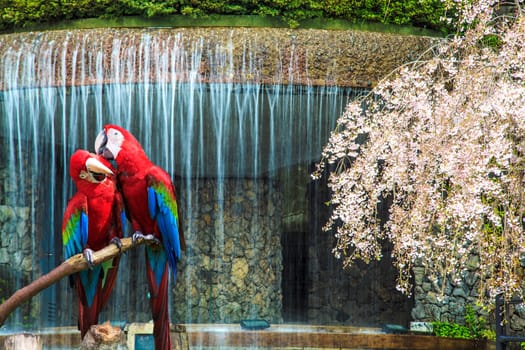 The potrait of Blue & Gold Macaw for adv or others purpose use