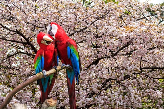 The potrait of Blue & Gold Macaw for adv or others purpose use