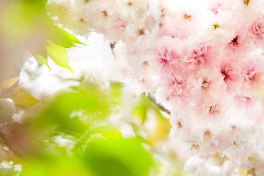 Moat and cherry blossoms of Kyoto, Japan for adv or others purpose use