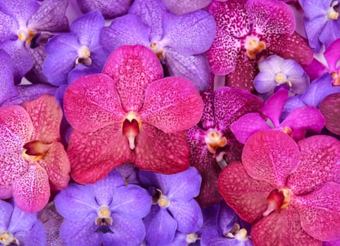 group of beautiful blooming orchid