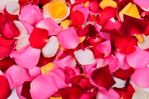 group of colorful rose petal