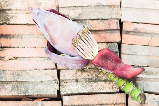 Tropical fresh banana flower from home garden