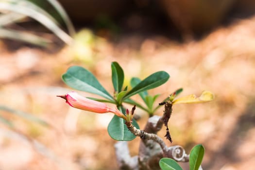 Pink beautiful azalea flowers bud